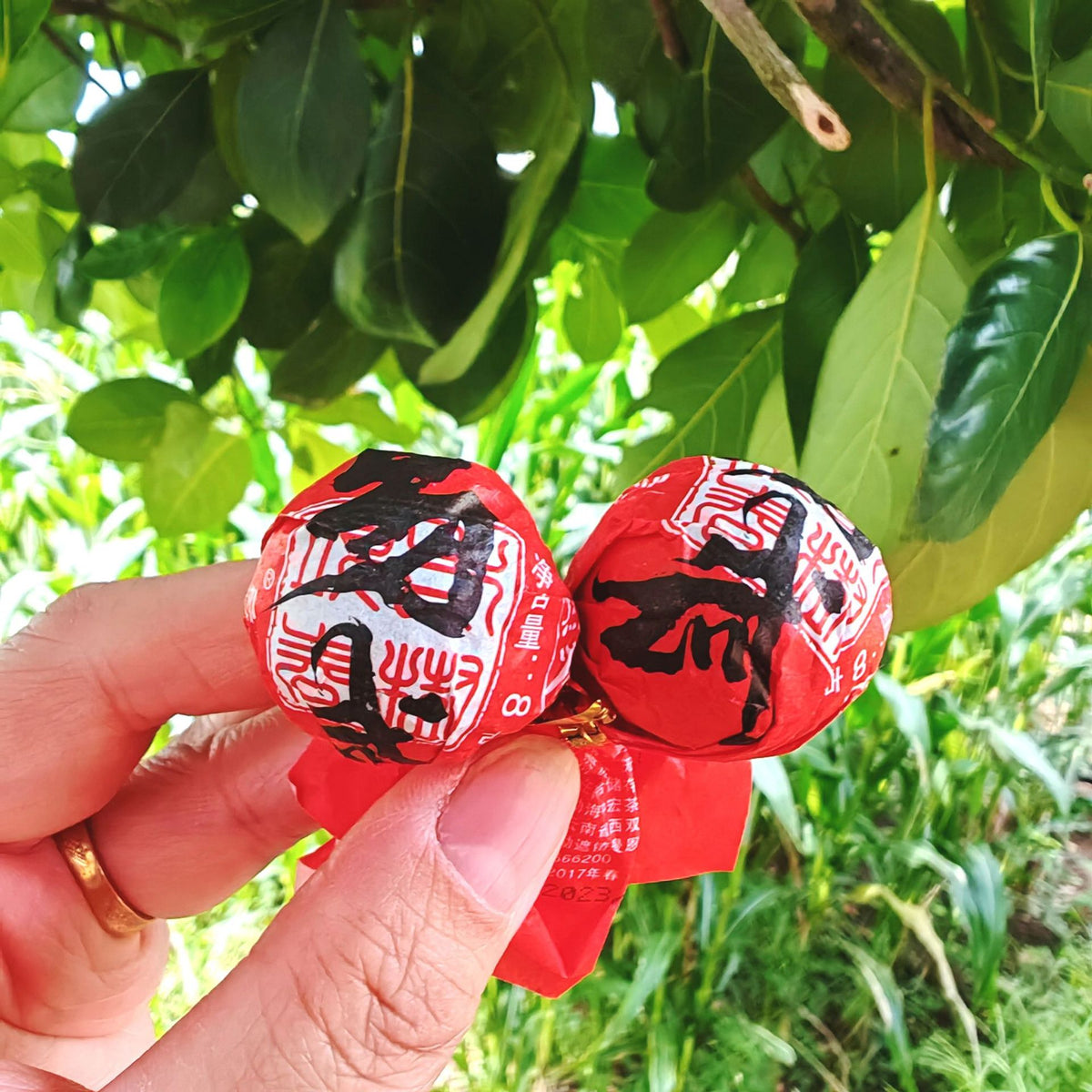 Yunnan "Dragon Pearl" Pu'er Tea Collection - 9-Variety Sampler - The Ultimate Tea Exploration Experience