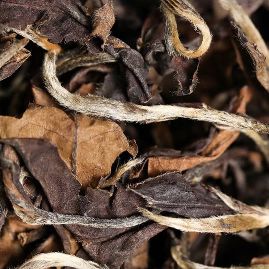 2011-2013 Wild Arbor Aged Tea - Fuding Kung-Mee White Tea 500g Loose Leaf 