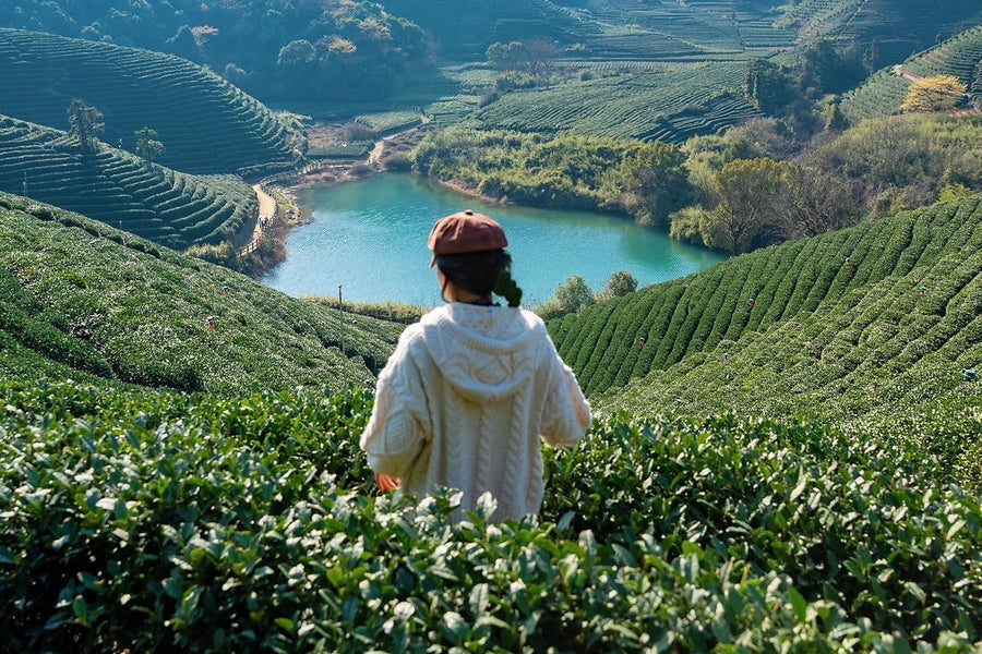 Menghai, Yunnan: The Core Origin of China's Pu'er Tea