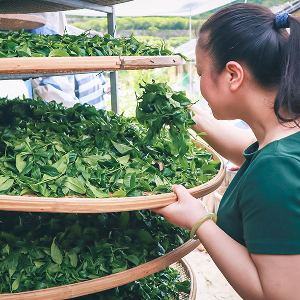 [Everyday Oolong Tea] Phoenix Mountain Oolong Tea Daily-Consumption Grade - Phoenix Dancong Oolong Tea 250g